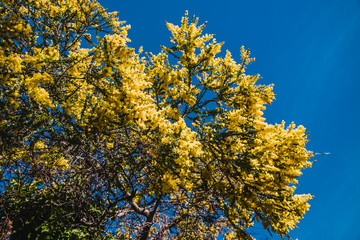 native Australian wattle tree in bloom with the typical round yellow flowers
