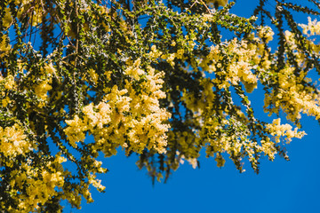 native Australian wattle tree in bloom with the typical round yellow flowers