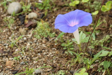 朝顔