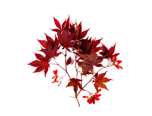 Japanese Red Autumn maple tree leaves Isolated on white background. Acer palmatum