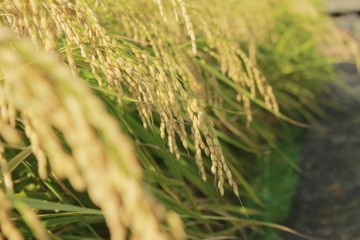 rice fields with ripe golden ears in Japan