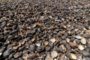 Freshwater shells in the reservoir