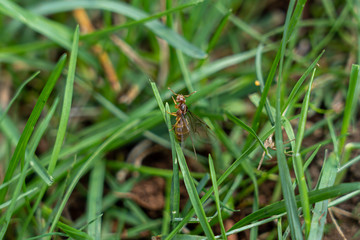 Ant