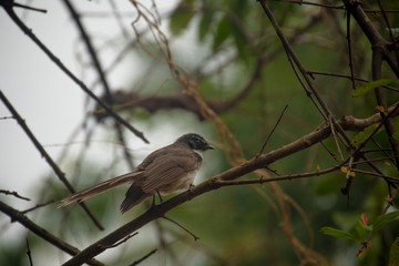 sparrow on a branch