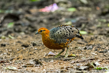 Close up of very rare bird Ferruginous Partridge(Caloperdix oculea) in the forest in nature at Kaengkracharn national park,Thailand