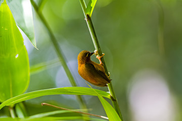 White-browed Piculet (Sasia ochracea) in Kaengkrachan National Park ,Thailand