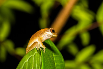 Close up golden tree frog on tree