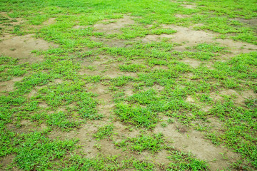 Pests and disease cause amount of damage to green lawns, lawn in bad condition and need...