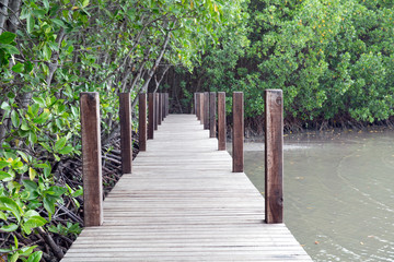 Fototapeta na wymiar Picture of a wooden walkway to study the nature of the mangrove forest.