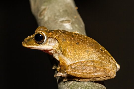 Close up golden tree frog on tree.