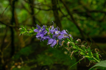blue flowers in the garden 2