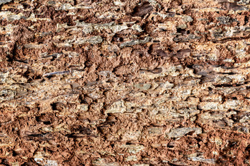 close-up of a tree, old bark background, wooden background,