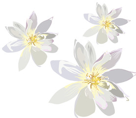 Fototapeta na wymiar daffodils 