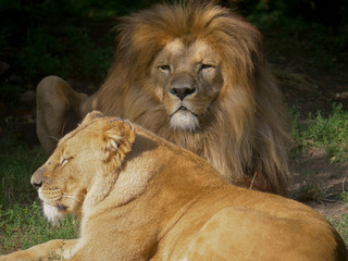 Scenic Close up portrait view couple of Lions relaxing