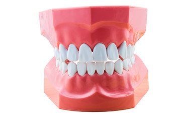Obraz premium Big tooth model for demonstation isolated on white background.Saved with clipping path