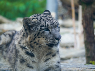 Closeup portrait of Snow leopard Panthera uncia portrait