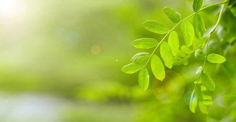 Green leaves on blurred background. Nature backdrop.
