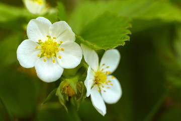 Strawberry bush with flowers in garden.