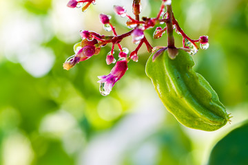 Closeup young Carambola or Star Fruit or Averrhoa Carambola on tree with pink flowers with water drop on natural light,selective focus.