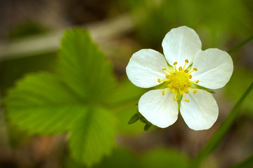 Strawberry bush with flowers in garden.