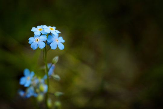 Myosotis alpestris or alpine forget me not close up. Nature background.