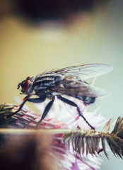 fly insect