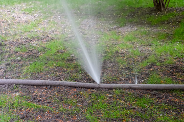 Torn fire hose watering torn fire hose in a park of trees. a stream of water from a hole in a hose.