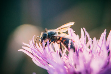 macro photo
