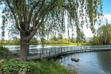 A beautiful landscape view with a large mature weeping willow tree framing the view along the shoreline of a pond with a wood boardwalk foot bridge snaking and curving across the water.