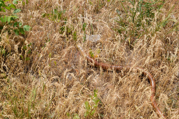 Yellowfin creeps in the dry grass.