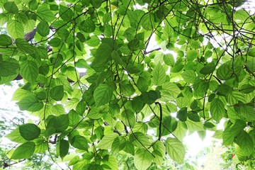 Closeup nature view of green leaf 