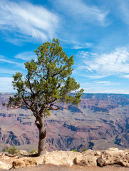 Fototapeta na wymiar A lone pine tree growing of the cliff edge of south rim Grand Canyon National Park, Arizona, USA.