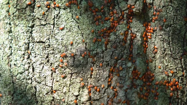 Colony of red firebugs on tree bark, harmful impact on agriculture, wild nature