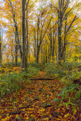 Fototapeta premium 絵葉書みたいな素晴らしい景色を見に行こう！