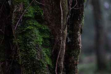 Obraz premium 木肌