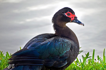 Muscovy Duck Closeup