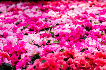 Blurry light of  beautiful pink Rhododendron flower in the garden,selective  focus with soft focus.