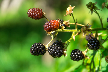 Ripe blackberries on the bush. Bunch of berries