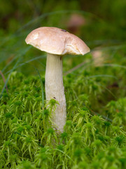 white boletus on green moss