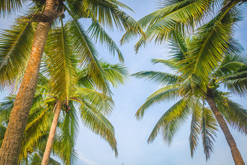 Fototapeta na wymiar Farmer's coconut plantation.