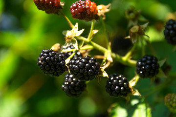 Ripe blackberries on the bush. Bunch of berries
