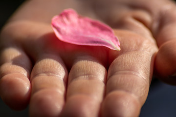 Europäischer Junge hält ein rosa Blütenblatt in der Hand und hält die zarte filigrane Blüte...