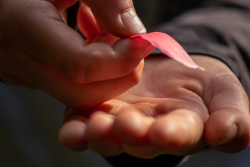 Europäischer Junge hält ein rosa Blütenblatt in der Hand und hält die zarte filigrane Blüte wie ein Geschenk für seine Liebe in der Kinderhand mit Fingern und Daumen isoliert als closeup