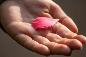 Europäischer Junge hält ein rosa Blütenblatt in der Hand und hält die zarte filigrane Blüte...