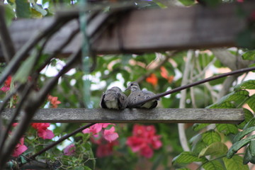 Dove
