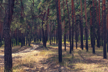 pine forest on a summer day