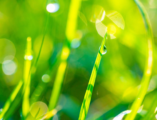 grass with dew drops closeup