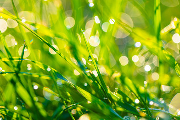 grass with dew drops closeup