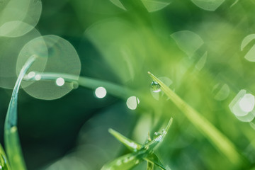 grass with dew drops closeup