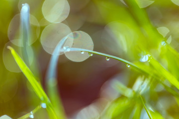 grass with dew drops closeup